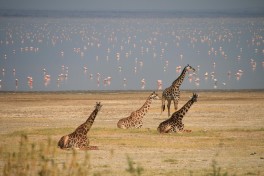 Manyara game  by Marc Veraart