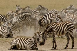 Serengeti zebra  by Colin J. McMechan