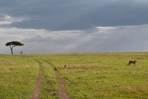 Serengeti plain by V&Atilde;&Acirc;&Atilde;&Acirc;&Atilde;&Acirc;&Atilde;&Acirc;&Atilde;&Acirc;&Atilde;&Acirc;&Atilde;&Acirc;&Atilde;&Acirc;&Atilde;&Acirc;&Atilde;&Acirc;&Atilde;&Acirc;&Atilde;&Acirc;&Atilde;&Acirc;&Atilde;&Acirc;&Atilde;&A