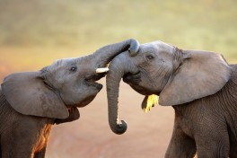 Serengeti elephants 