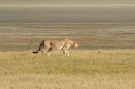 Cheetah Serengeti plains 