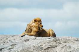 Serengeti Lion on Rocks 