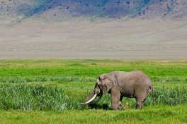 Elephant bull in Ngorongoro 