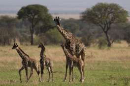 Giraffes Serengeti 