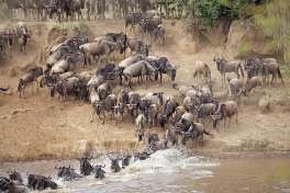 Great migration river crossing Serengeti 