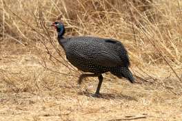 Guinea fowl Serengeti 