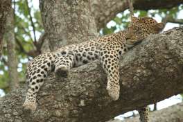 Leopard in Tree 
