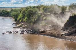 Migration River crossing 