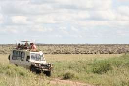 Serengeti Game drive  