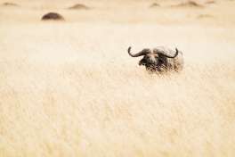 Mara Buffalo 
