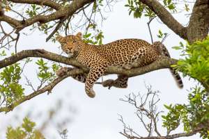 Masai Mara Leopard