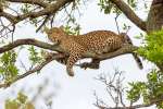 Masai Mara Leopard 