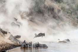 Migration River Crossing 
