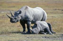 Black rhinos Ngorongoro 
