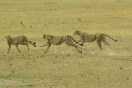 Cheetah in Serengeti 