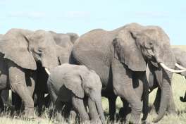 Elephant Herd Serengeti 