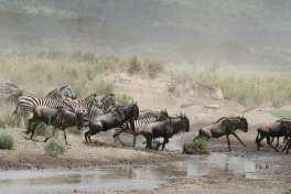 Wildebeest Migration 