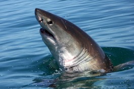 Shark nose 