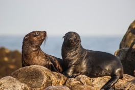 Seals at Geyser Rock 