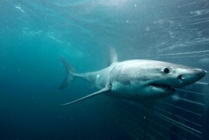Great white shark