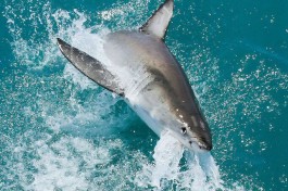 Shark breaching 