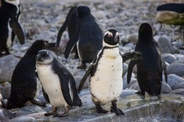 Penguins 