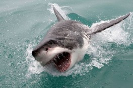 Great white  