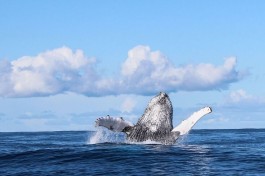 Whale 