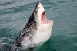 Shark mouth 
