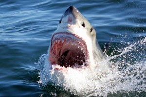 Shark jaws