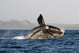 Whale 