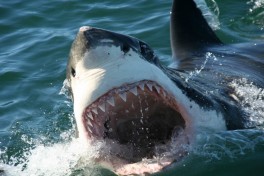 Shark teeth 