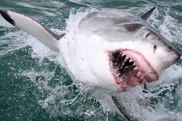 Great white shark 