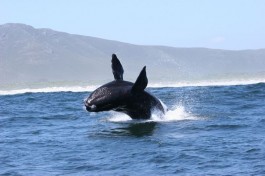 Whale 