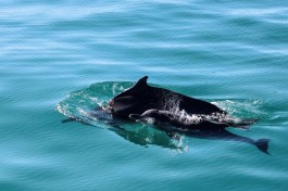 Dolphins 