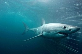 Underwater shark 