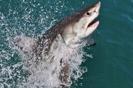 Shark breach 