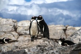 Penguins 