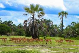 Impala herd lake Manyara National Park 