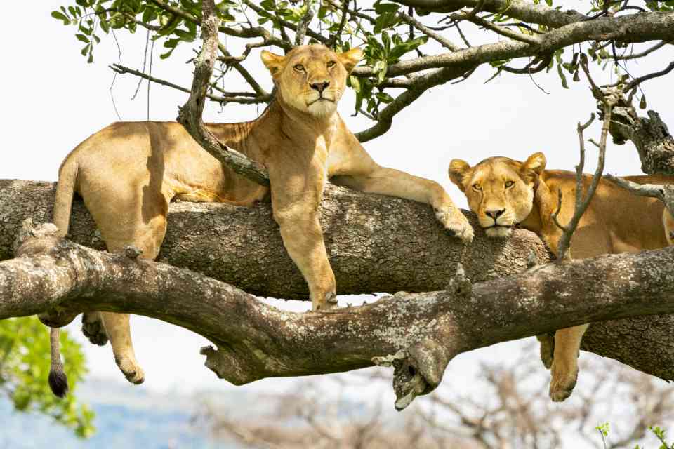 Lions on Tanzania safari