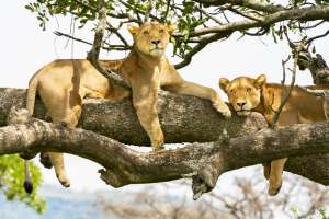 Lions on Tanzania safari