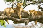 Lions on Tanzania safari 