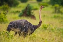 Ostrich Tarangire National Park 