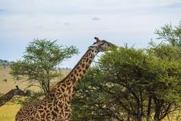 Serengeti giraffe 
