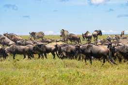 Serengeti Wildebeest and Zebra 