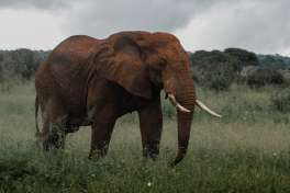 Elephant in Tarangire 