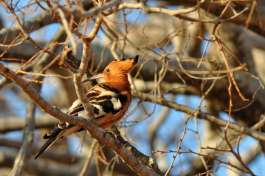African Hoopoe kruger national park 