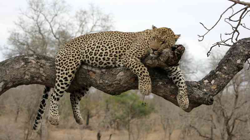 Kruger national park Leopard