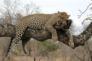 Kruger national park Leopard