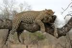 Kruger national park Leopard